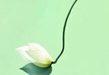 The Face of Fortune: Unveiling the Mark of Destiny