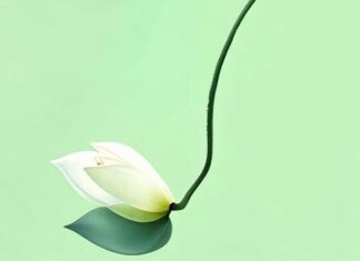 The Face of Fortune: Unveiling the Mark of Destiny.