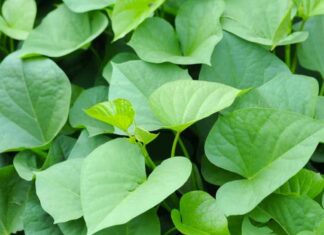 “The Surprising Benefits of Sweet Potato Leaves: A Natural Way to Manage Blood Sugar Levels.”
