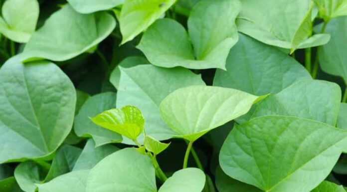 “The Surprising Benefits of Sweet Potato Leaves: A Natural Way to Manage Blood Sugar Levels.”