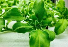 The Ultimate Superfood: Wild Diamond Greens, Now a Delicate Delicacy.