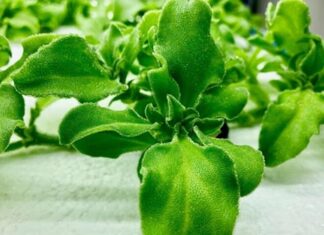 The Ultimate Superfood: Wild Diamond Greens, Now a Delicate Delicacy.