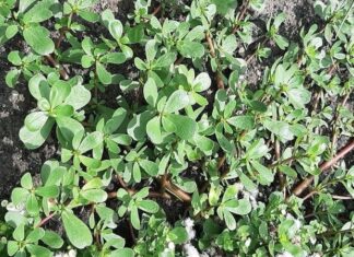The Weedy Wonder: Unwanted Herb Turns Out to Be a Health Treasure