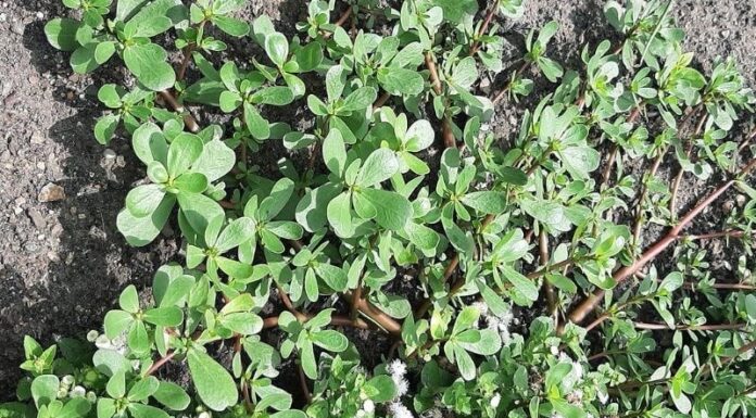 The Weedy Wonder: Unwanted Herb Turns Out to Be a Health Treasure