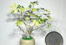 Why Do the Wealthy Grow Ngù Gia Bì Indoors? I’d Plant One Too If I Knew the Reason.