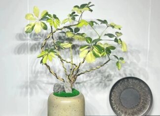 Why Do the Wealthy Grow Ngù Gia Bì Indoors? I’d Plant One Too If I Knew the Reason.