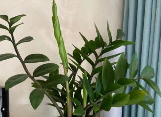 The Magic 5 for August: Supercharge Your Money Tree with These Simple Tricks