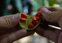 The Ultimate Spice: A Privileged Purchase for the Privileged Few, Known as the “Black Gold” of the Culinary World.