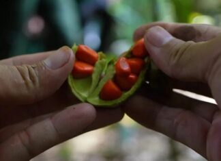 The Ultimate Spice: A Privileged Purchase for the Privileged Few, Known as the “Black Gold” of the Culinary World.