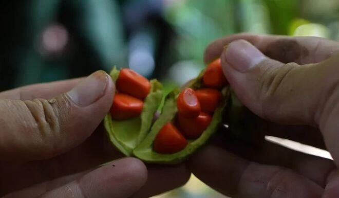 The Ultimate Spice: A Privileged Purchase for the Privileged Few, Known as the “Black Gold” of the Culinary World.