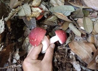 The Forest’s ‘Heaven-Sent Gift’: The Once Wild and Unknown ‘Red Gold’ That’s Now an Ultra-Rare Delicacy