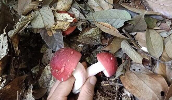 The Forest’s ‘Heaven-Sent Gift’: The Once Wild and Unknown ‘Red Gold’ That’s Now an Ultra-Rare Delicacy