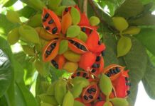 The Forgotten Delicacy: A Tasty Treat Once Reserved for the Poor, Now a Sought-After Favorite Among Urban Foodies