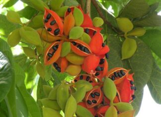 The Forgotten Delicacy: A Tasty Treat Once Reserved for the Poor, Now a Sought-After Favorite Among Urban Foodies