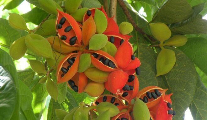 The Forgotten Delicacy: A Tasty Treat Once Reserved for the Poor, Now a Sought-After Favorite Among Urban Foodies