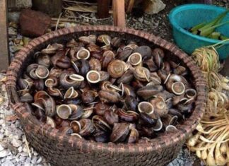 The Heavenly Delicacy that Emerges from Stone Caverns: A Rare Treat in Hoa Binh, More Precious than Gold.