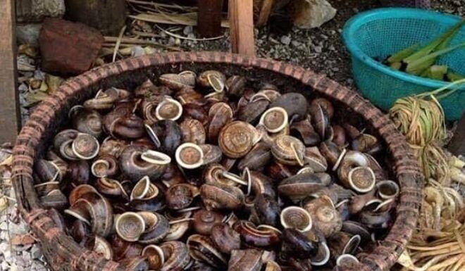 The Heavenly Delicacy that Emerges from Stone Caverns: A Rare Treat in Hoa Binh, More Precious than Gold.