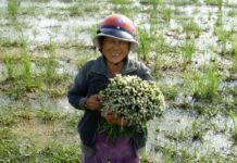 The Weed Beneath the Mud: From Neglect to Delicacy, This Crispy Treat is a Healthy Surprise.