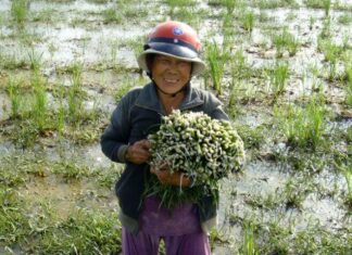 The Weed Beneath the Mud: From Neglect to Delicacy, This Crispy Treat is a Healthy Surprise.