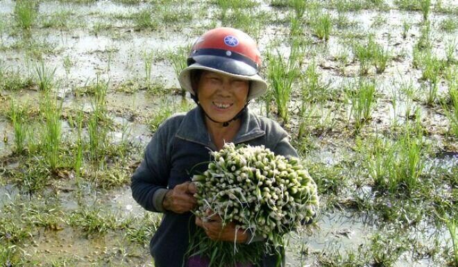 The Weed Beneath the Mud: From Neglect to Delicacy, This Crispy Treat is a Healthy Surprise.