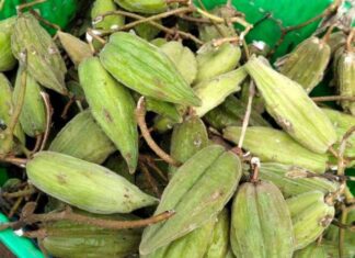 The Fruit That Used to Be Discarded Is Now a Favorite Among Women: A Sour and Astringent Delight, Still in High Demand at 100,000 VND per Kilogram.