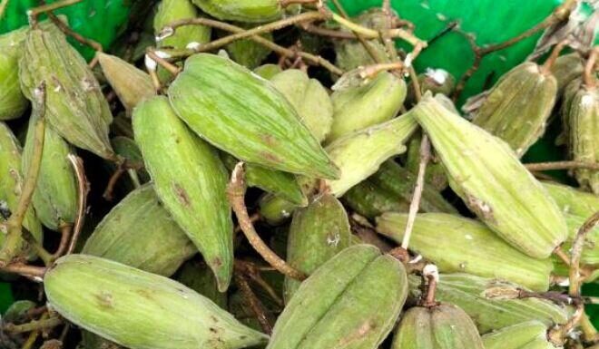 The Fruit That Used to Be Discarded Is Now a Favorite Among Women: A Sour and Astringent Delight, Still in High Demand at 100,000 VND per Kilogram.