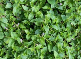 The Wild Mountain Weed: From Overlooked to Sought-After Delicacy