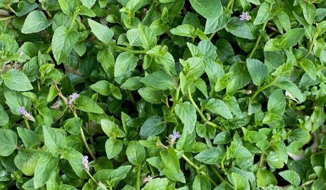 The Wild Mountain Weed: From Overlooked to Sought-After Delicacy