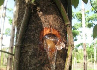 “The Golden Sap: A Forgotten Treasure Trove of Nutrition from Nature’s Wounds”