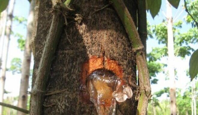 “The Golden Sap: A Forgotten Treasure Trove of Nutrition from Nature’s Wounds”