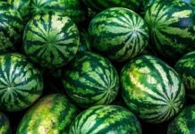 How to Pick Watermelons with Red Flesh, Thin Rind, Sweet Taste, Few Seeds, No Tapping Required