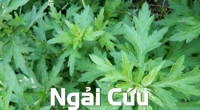 6 Effective Ways to Relieve Neck Pain with Mugwort