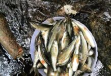 The Tasty Delicacy, Unique to Nghe An, is Now a Rare Find: A Fish Worth its Weight in Gold at $17/lb.