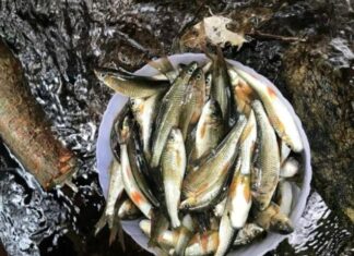 The Tasty Delicacy, Unique to Nghe An, is Now a Rare Find: A Fish Worth its Weight in Gold at $17/lb.