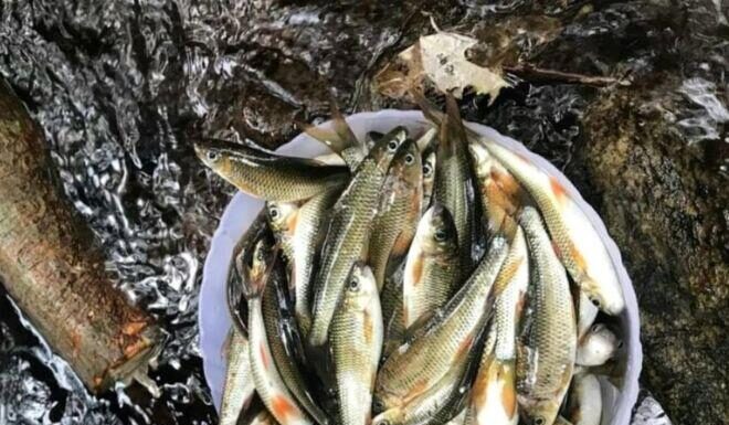 The Tasty Delicacy, Unique to Nghe An, is Now a Rare Find: A Fish Worth its Weight in Gold at $16/lb.