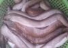 The Frightening-Looking Fish That’s a Delicacy in Binh Dinh Province, With an Elusive Name to Match.