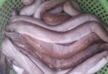 The Frightening-Looking Fish That’s a Delicacy in Binh Dinh Province, With an Elusive Name to Match