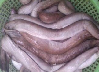 The Frightening-Looking Fish That’s a Delicacy in Binh Dinh Province, With an Elusive Name to Match