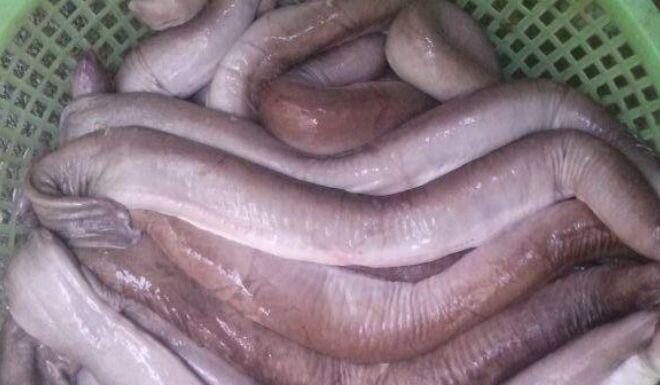 The Frightening-Looking Fish That’s a Delicacy in Binh Dinh Province, With an Elusive Name to Match