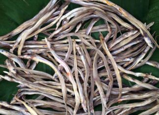 The Unlikely Rise of a Delicacy: From Ignored to Admired, This Fish is Now a Western Region Specialty in Vietnam