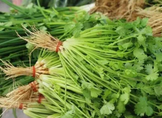 “Keep Coriander Fresh and Fragrant: Avoid the Fridge, Try This Chef-Approved Tip Instead”