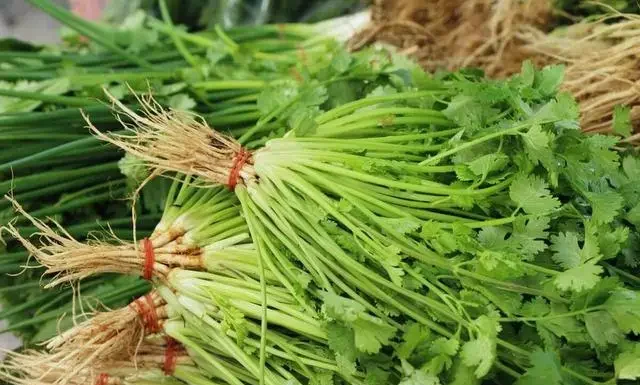 “Keep Coriander Fresh and Fragrant: Avoid the Fridge, Try This Chef-Approved Tip Instead”