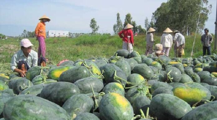 The Ultimate Guide: 9 Secrets to Choosing the Perfect Watermelon