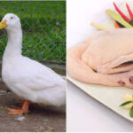 The Ultimate Guide to Making Mouth-Watering Roast Duck