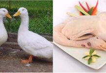 The Ultimate Guide to Making Mouth-Watering Roast Duck