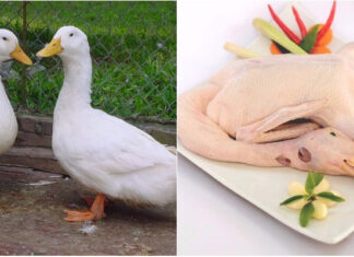 The Ultimate Guide to Making Mouth-Watering Roast Duck