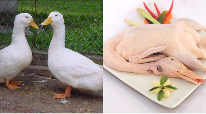 The Ultimate Guide to Making Mouth-Watering Roast Duck