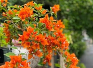 “The Secret to a Blooming Fall: Master the Rule of ‘3 Much and 1 Less’ for a Burst of Color”