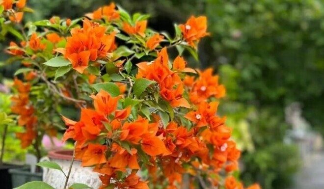 “The Secret to a Blooming Fall: Master the Rule of ‘3 Much and 1 Less’ for a Burst of Color”