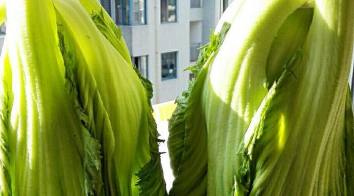 Unlock the Secret to Perfect Pickled Mustard Greens: Beyond Just Salt – 3 Essential Steps for Golden, Crispy, and Aromatic Results Every Time